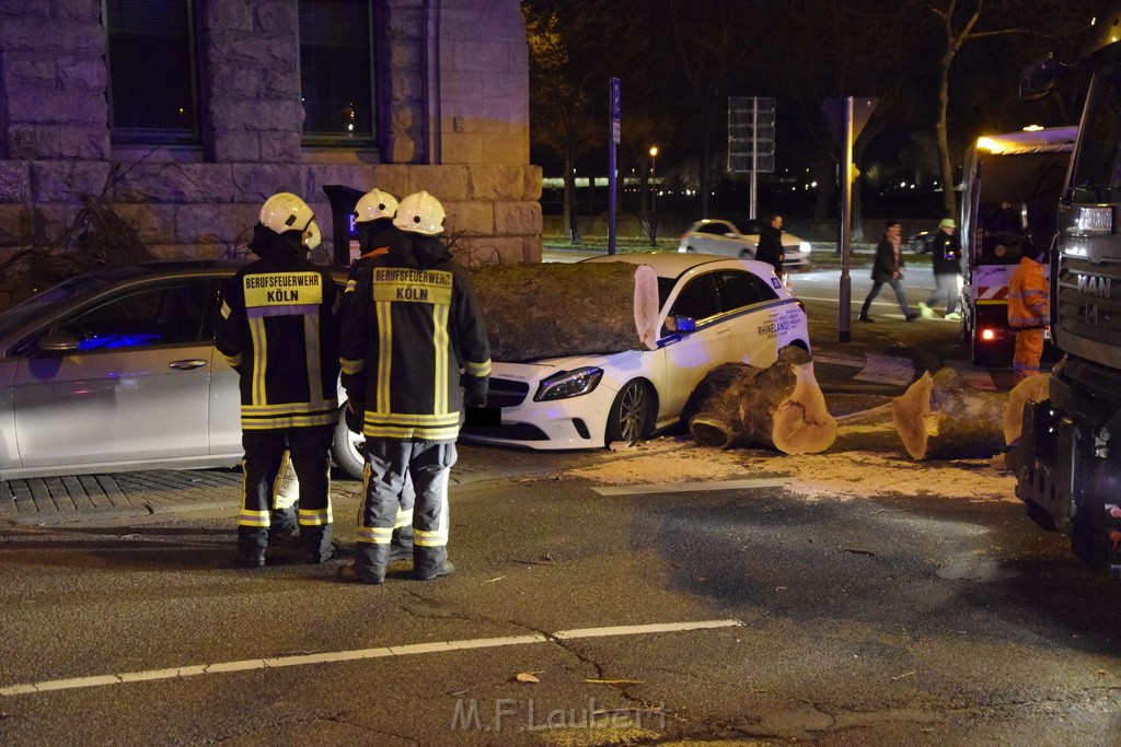 Baum auf PKWs Koeln Mitte Rheinuferstr Goldgasse P097.JPG - Miklos Laubert